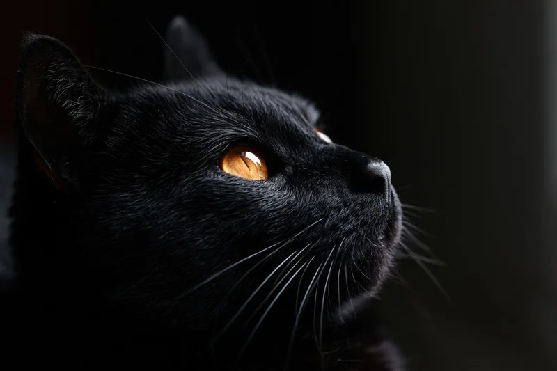 Black cat in profile gazing upward with amber eyes in shadowed lighting