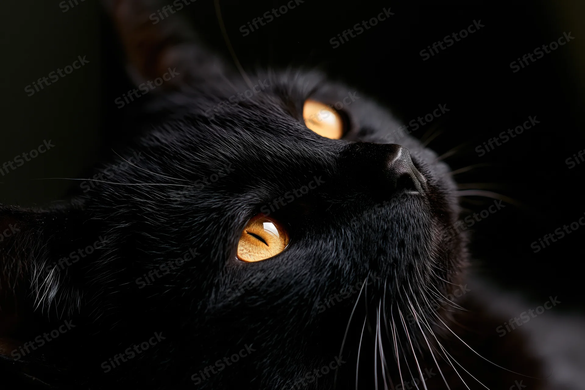 Black cat gazing upward with amber eyes in dark setting