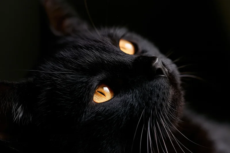 Black cat gazing upward with amber eyes in dark setting