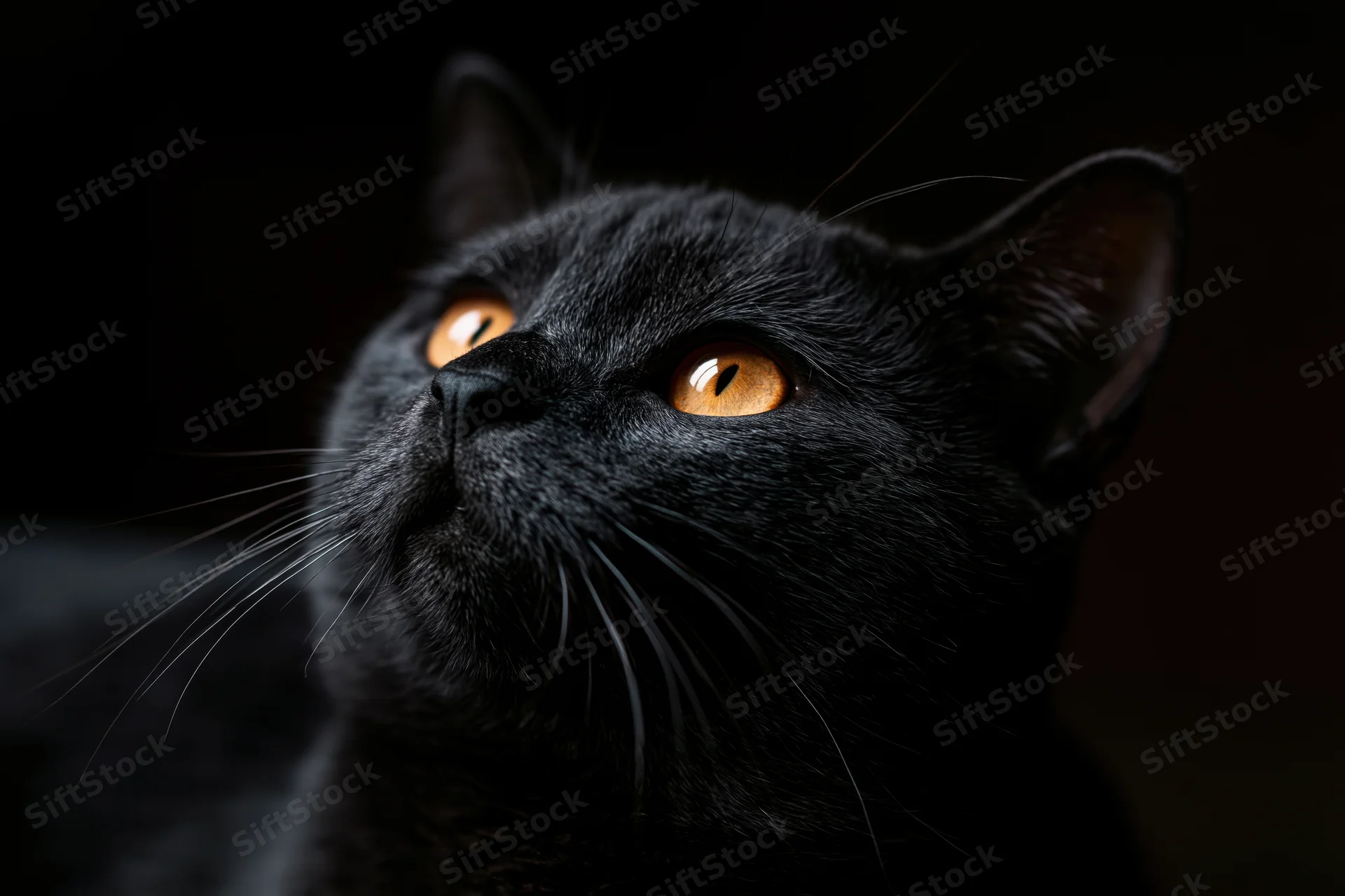 Black cat gazing upward with amber eyes in dark setting