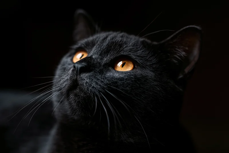 Black cat gazing upward with amber eyes in dark setting