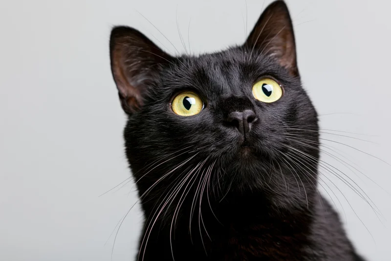 Black cat with wide yellow-green eyes gazing upward against white background