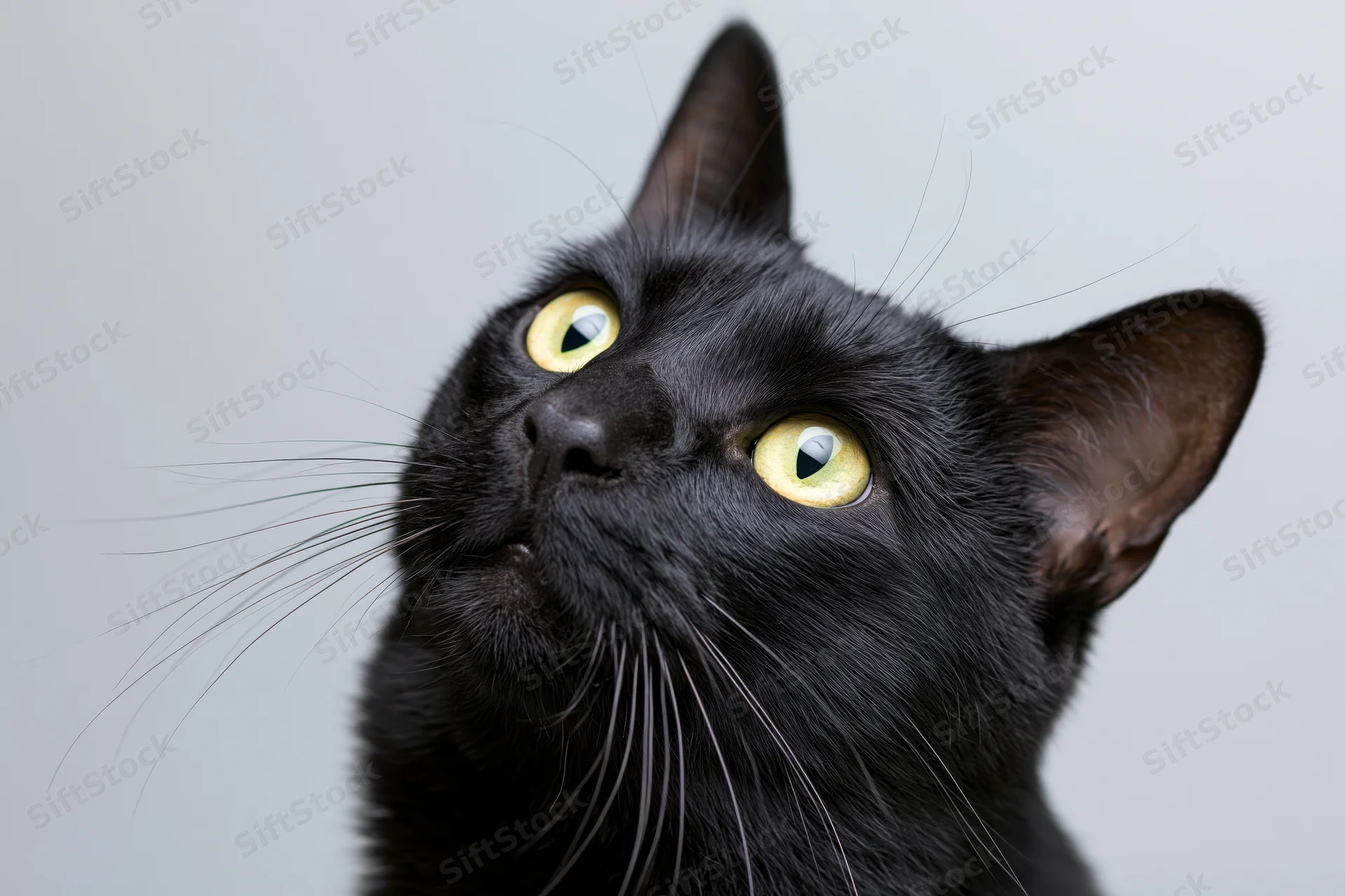 Black cat with wide yellow-green eyes gazing upward against white background