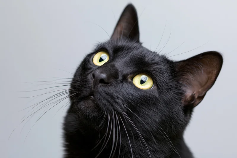 Black cat with wide yellow-green eyes gazing upward against white background