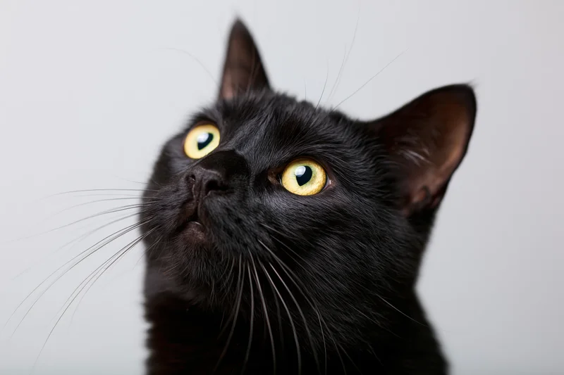 Black cat with wide yellow-green eyes gazing upward in studio portrait