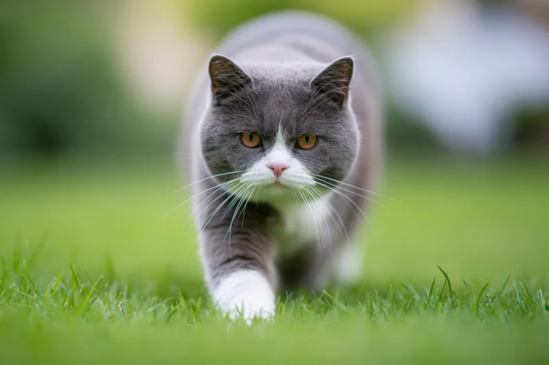 Britishshorthair cat walking on green grass in a garden
