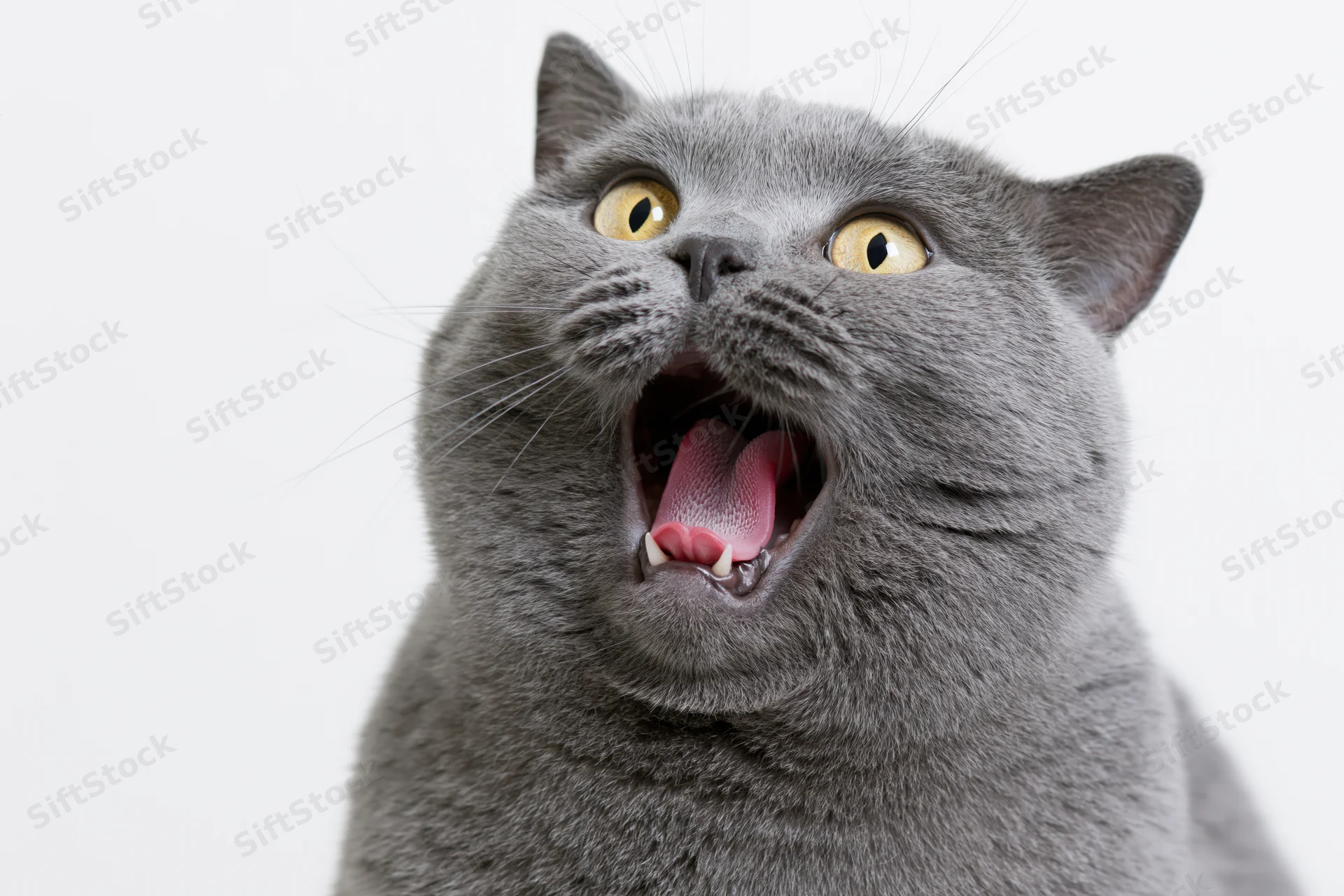 Grey british shorthair cat yowling with mouth open in studio portrait