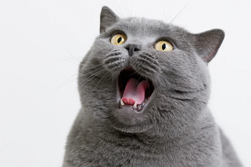 Grey british shorthair cat yowling with mouth open in studio portrait