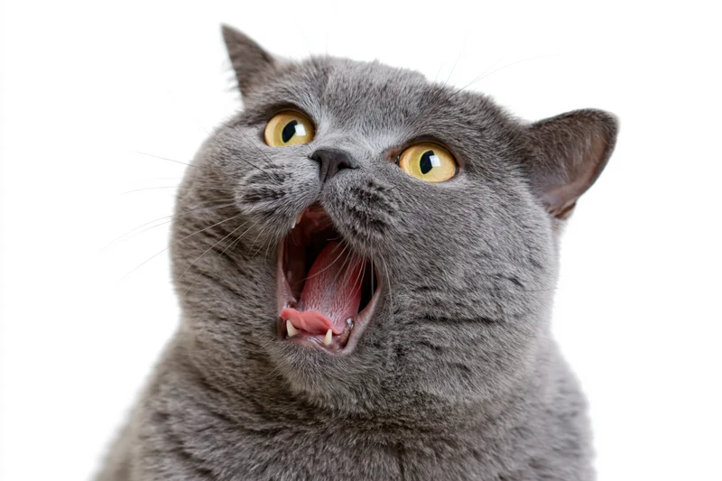 Grey british shorthair cat yowling with mouth open against white background