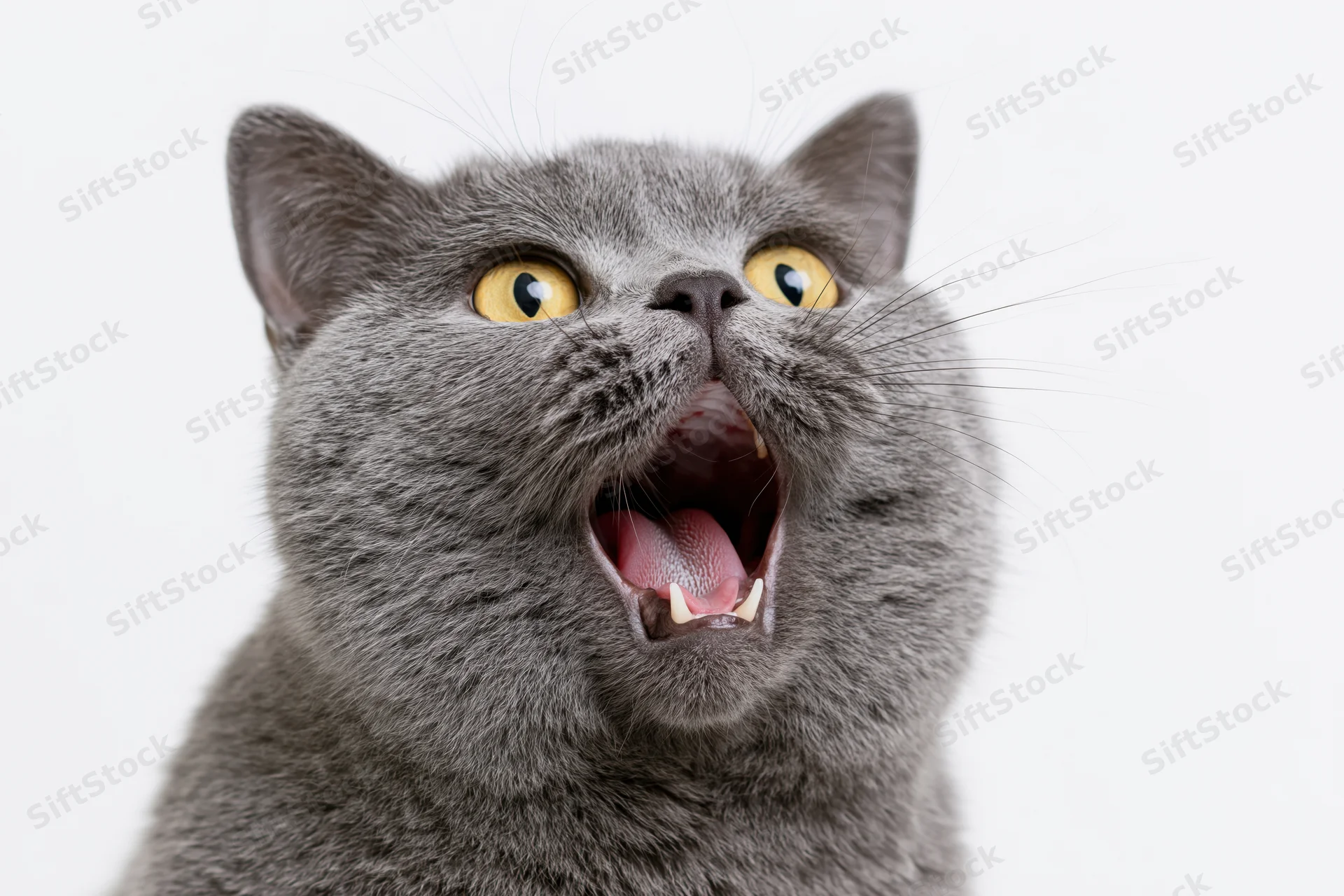 Grey british shorthair cat yowling with mouth open against white background