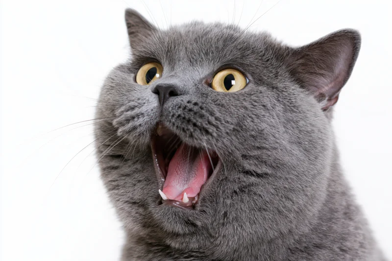 Grey british shorthair cat yowling with mouth open against white background