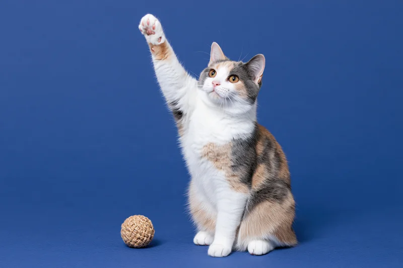 Calico cat sitting upright with one paw raised high against blue studio background