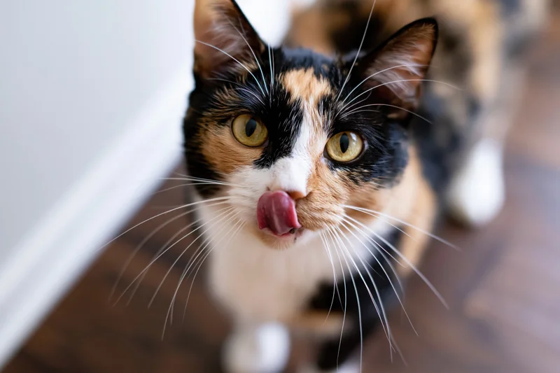 Calico cat licking its nose while looking up at camera on hardwood floor