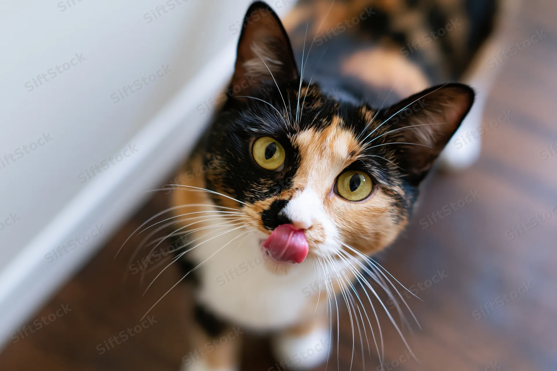 Calico cat licking its nose while looking up at camera on hardwood floor