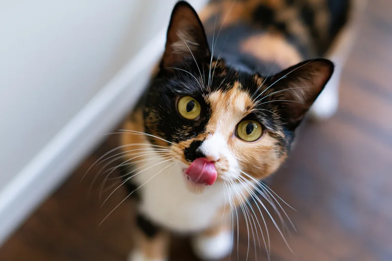 Calico cat licking its nose while looking up at camera on hardwood floor