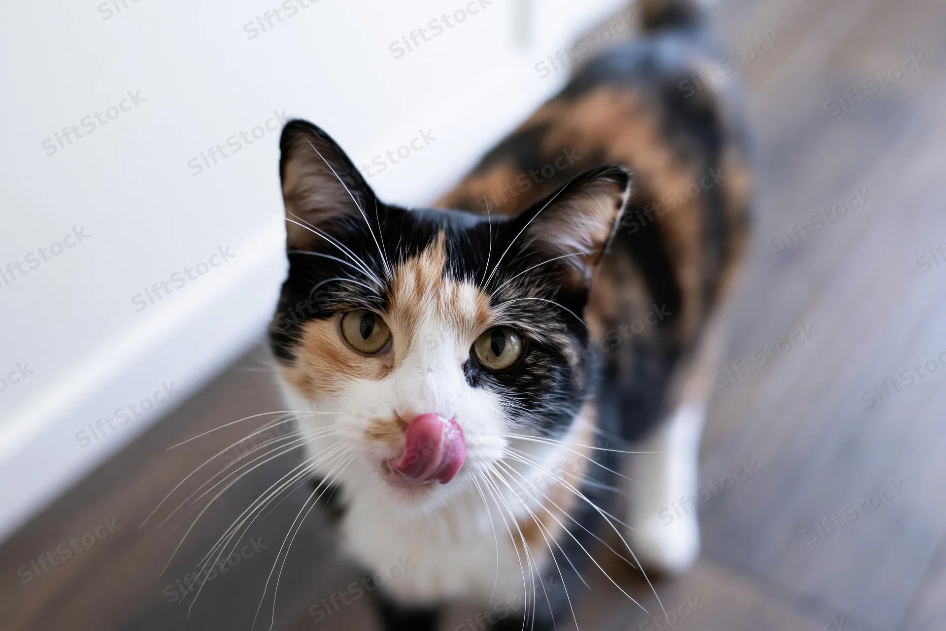 Calico cat licking its nose while standing on hardwood floor indoors