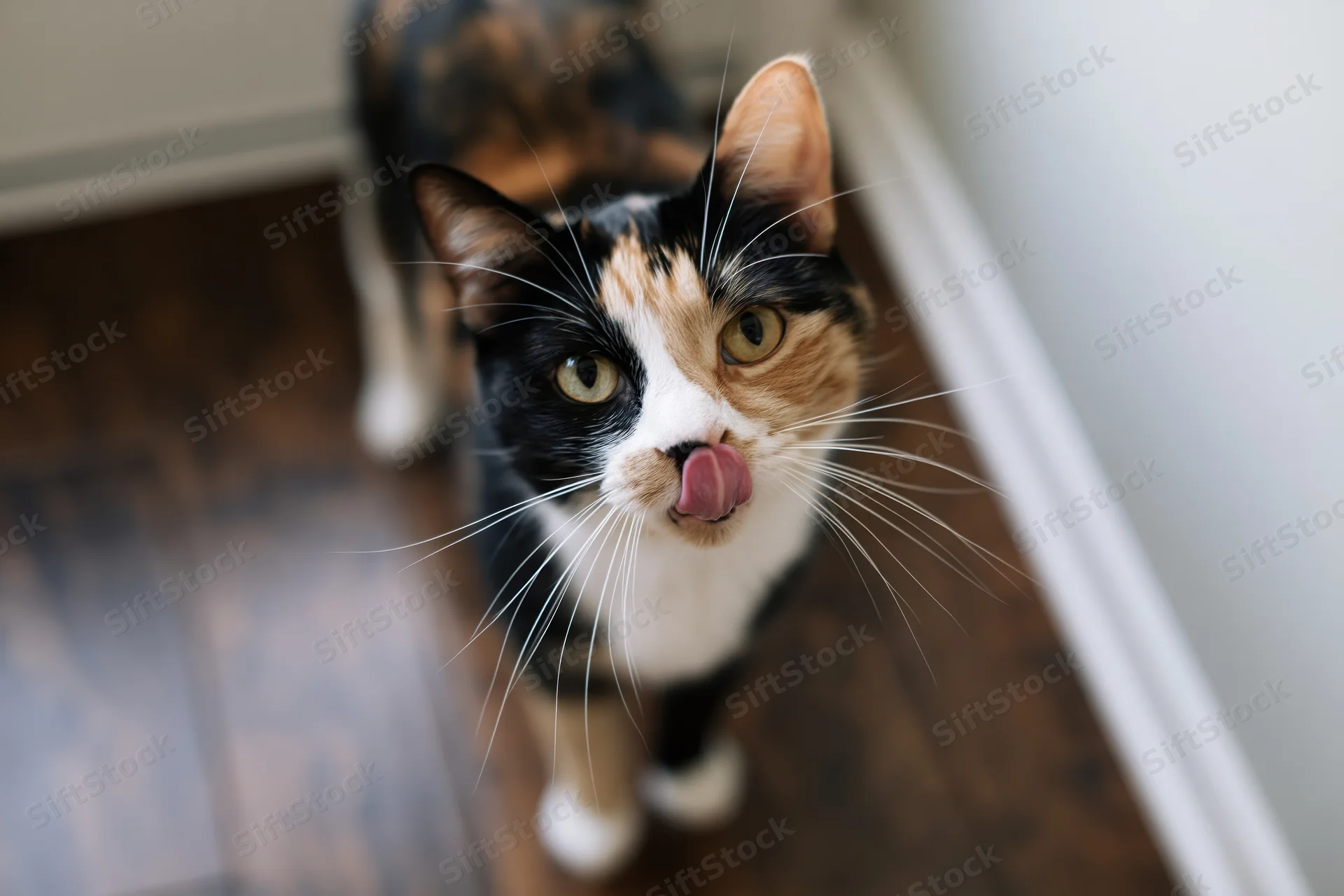 Calico cat standing on hardwood floor looking up at camera with tongue out