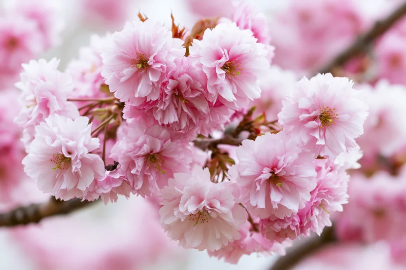 Closeup of pink double-petaled cherry blossoms on a branch in spring