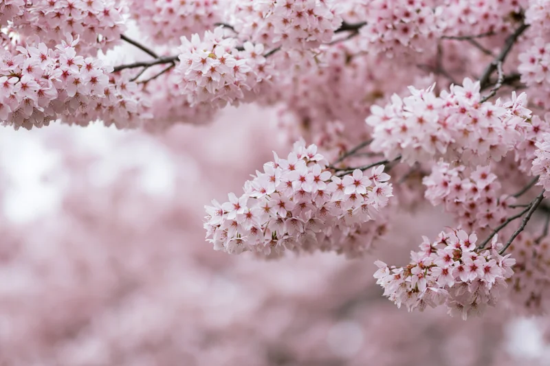Cherry blossom branches in full bloom against a soft pink blurred background