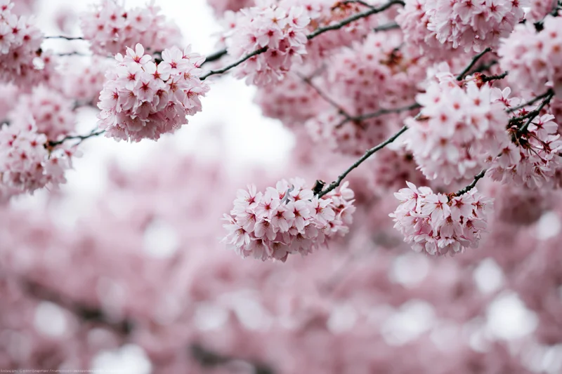 Cherry blossom branches in full bloom with soft pink flowers against a blurred natural background