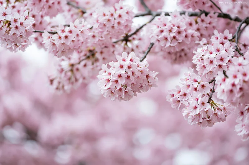 Cherry blossom branches in full bloom with soft pink flowers against a blurred floral background