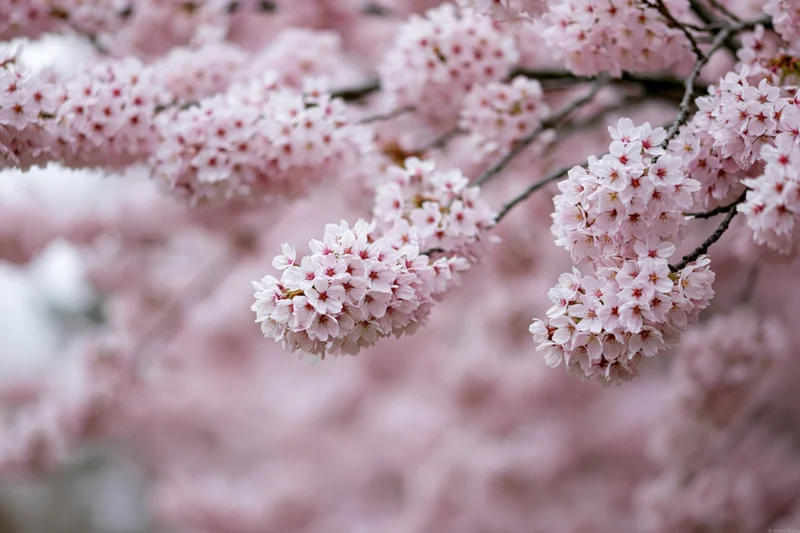Cherry blossom branches in full bloom with soft pink flowers against a blurred floral backdrop