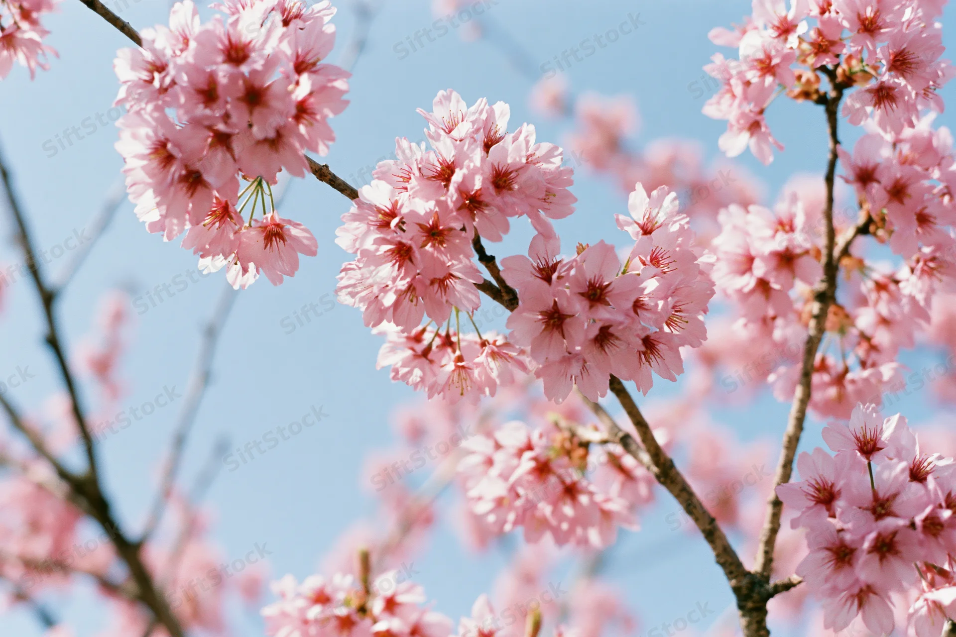 Cherry blossom branches in full bloom against a clear blue sky