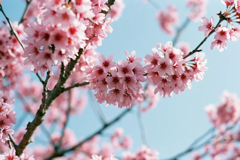Cherry blossom branches in full bloom against a clear blue sky