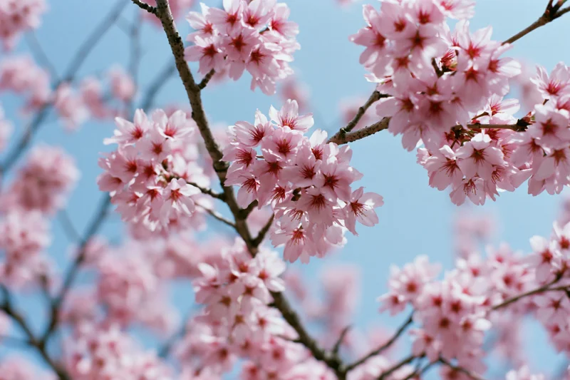 Cherry blossom branches in full bloom against a clear blue sky