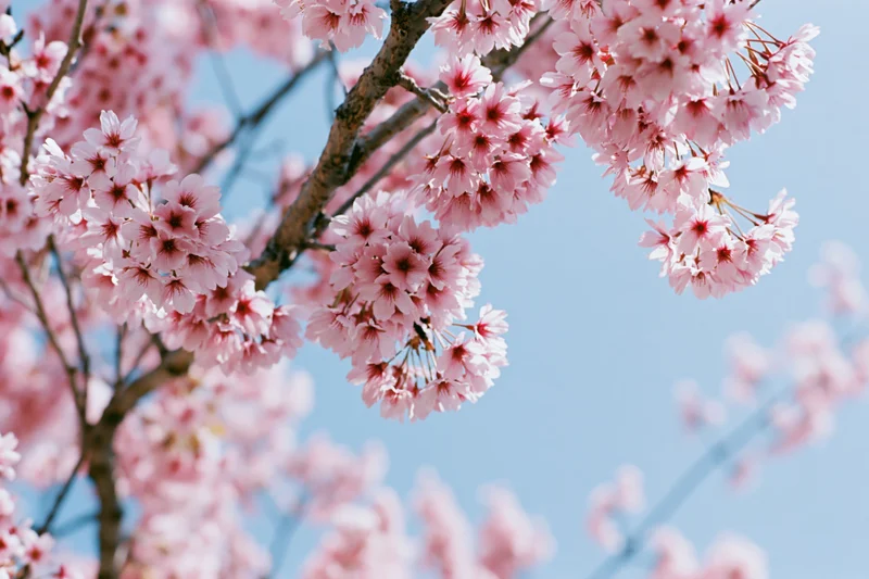 Cherry blossom branches in full bloom against a clear blue sky