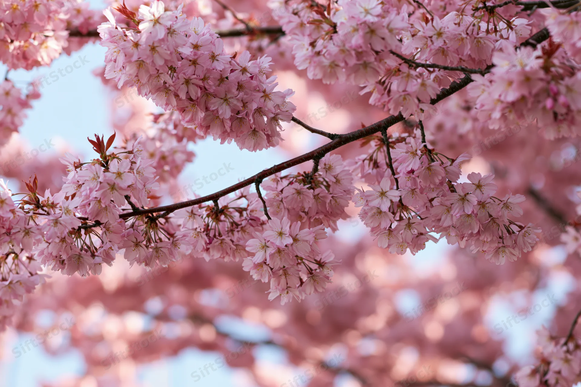 Cherry blossom branches in full bloom against a soft blue sky