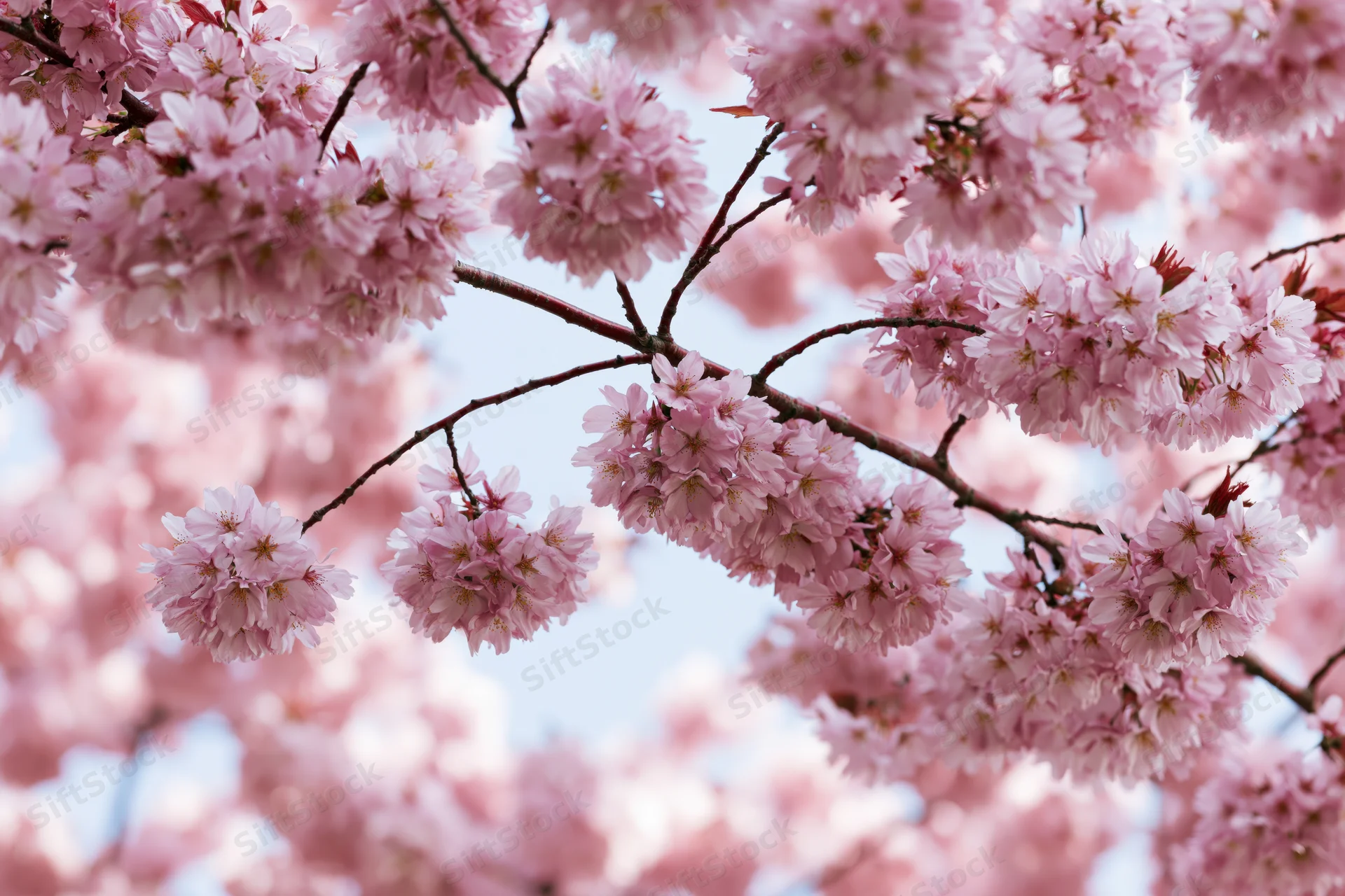 Cherry blossom branches in full bloom against a soft blue sky