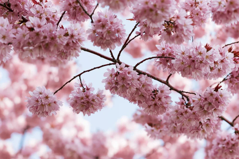 Cherry blossom branches in full bloom against a soft blue sky