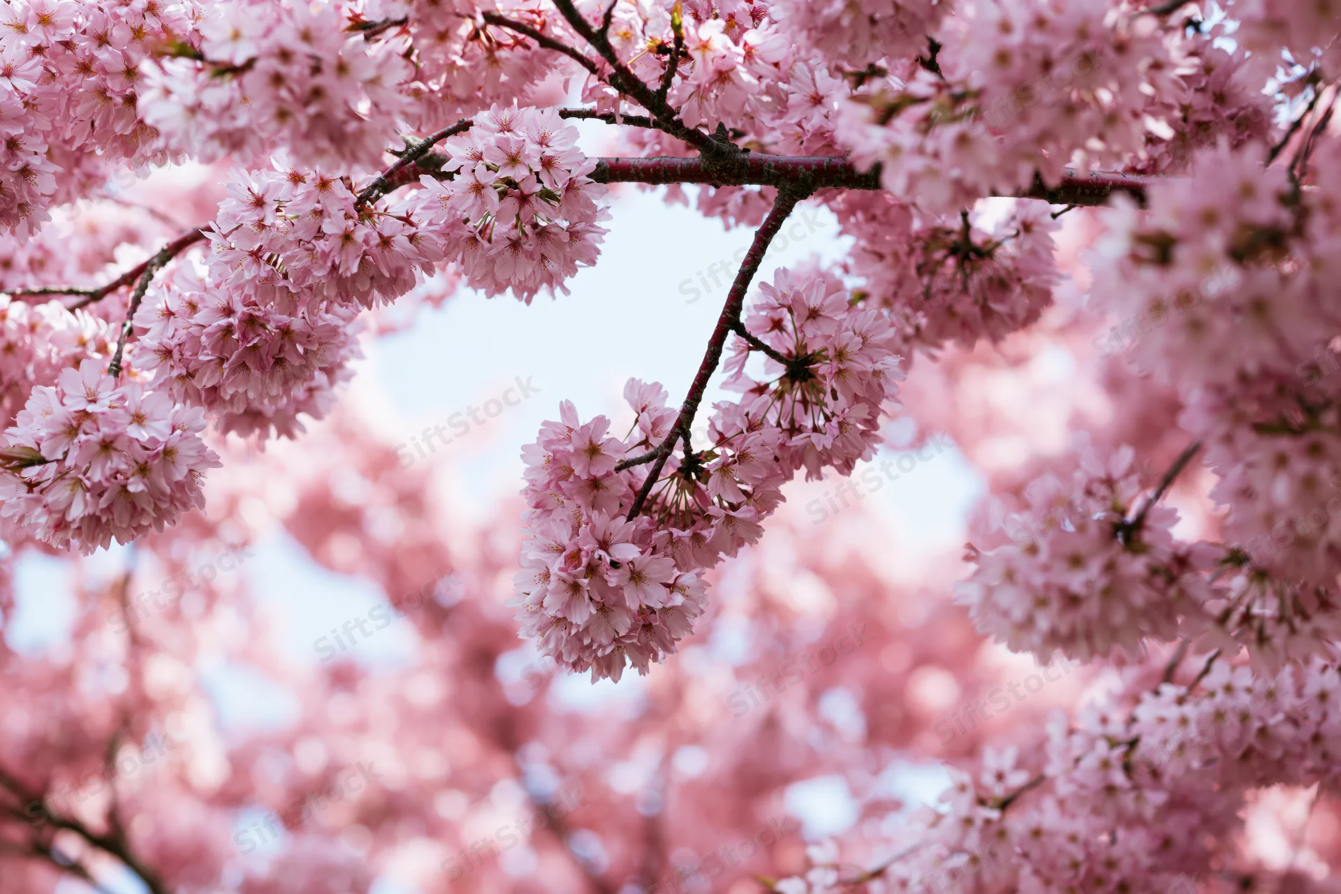 Cherry blossom branches in full bloom against a soft sky in spring