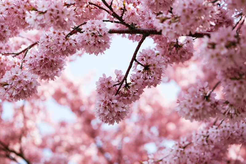 Cherry blossom branches in full bloom against a soft sky in spring