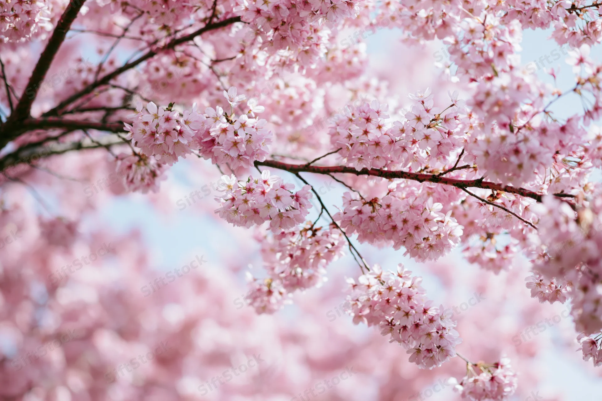 Cherry blossom branches in full bloom against a soft blue sky