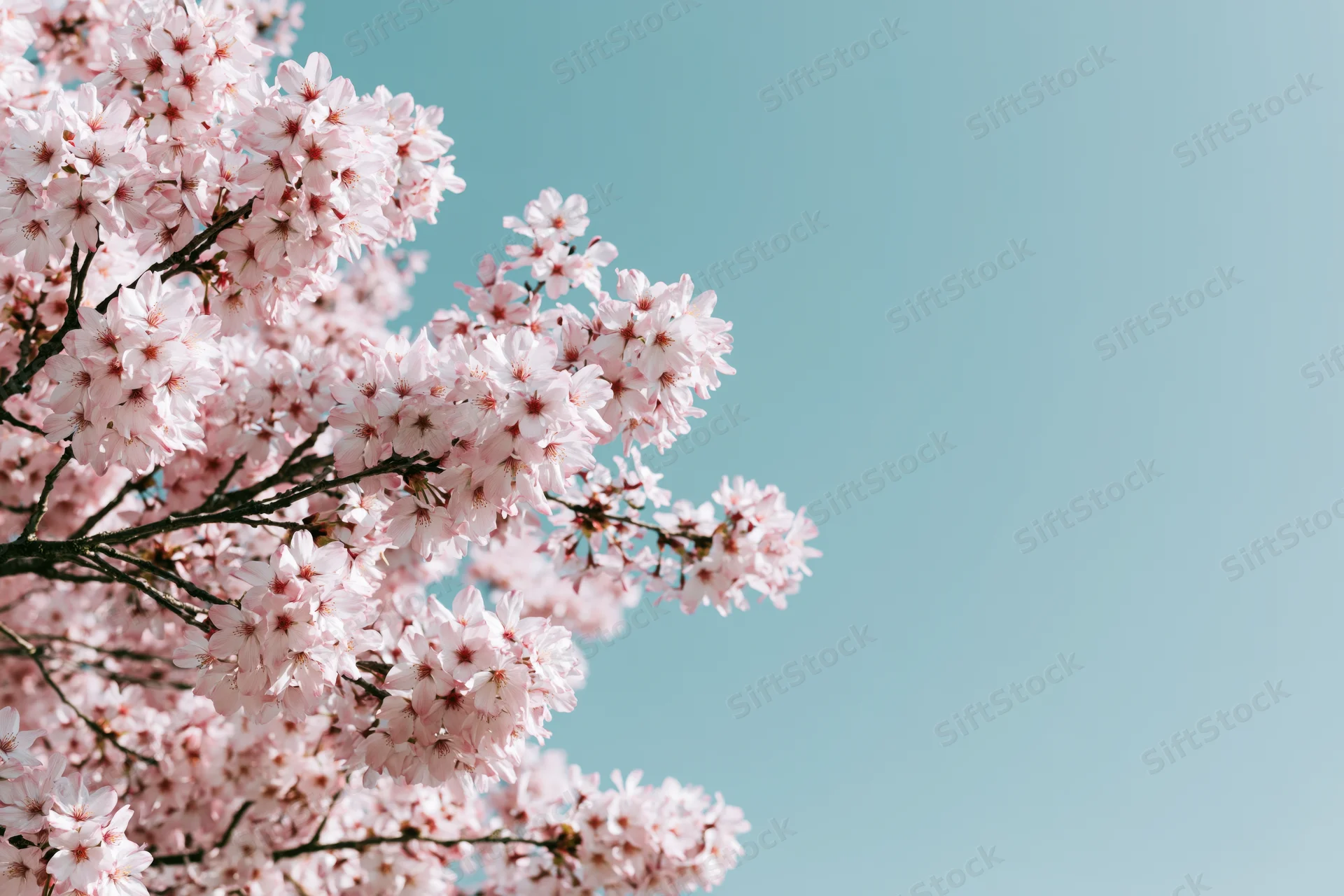 Cherry blossom branches in full bloom against a clear blue sky