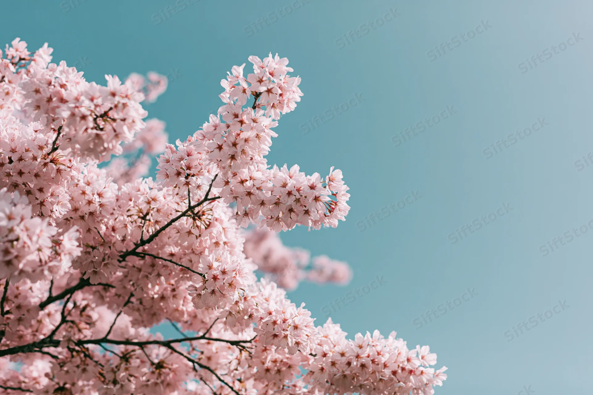 Cherry blossom branches in full bloom against a clear blue sky