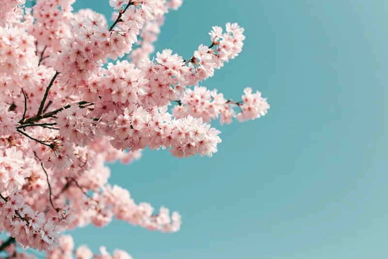 Cherry blossom branches in full bloom against a clear blue sky with copyspace on the right