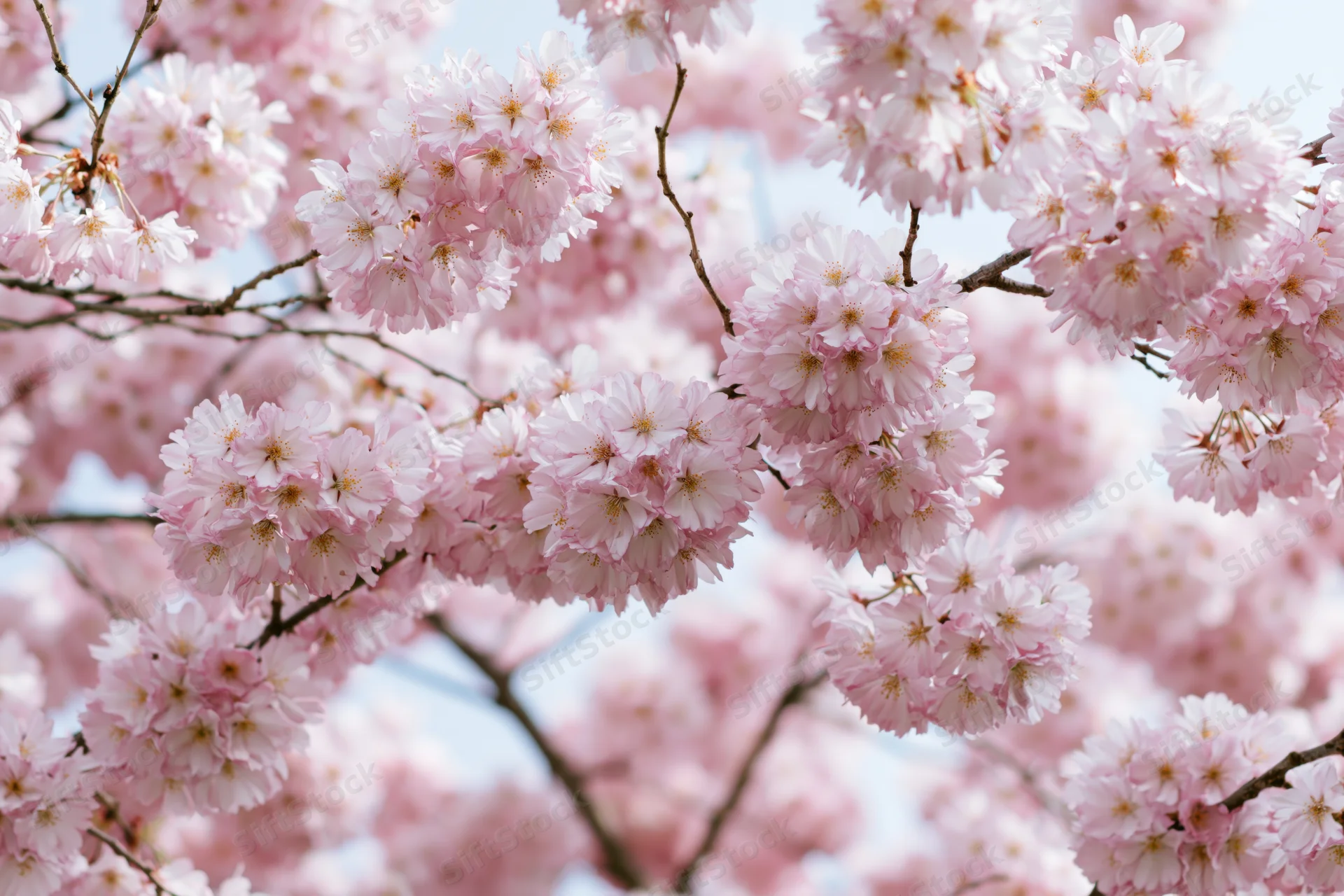 Cherry blossom branches densely covered in soft pink flowers against a light sky