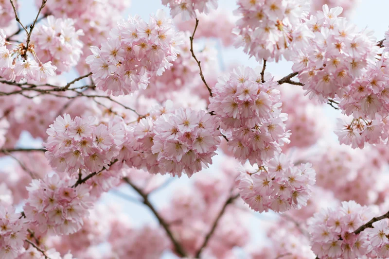 Cherry blossom branches densely covered in soft pink flowers against a light sky