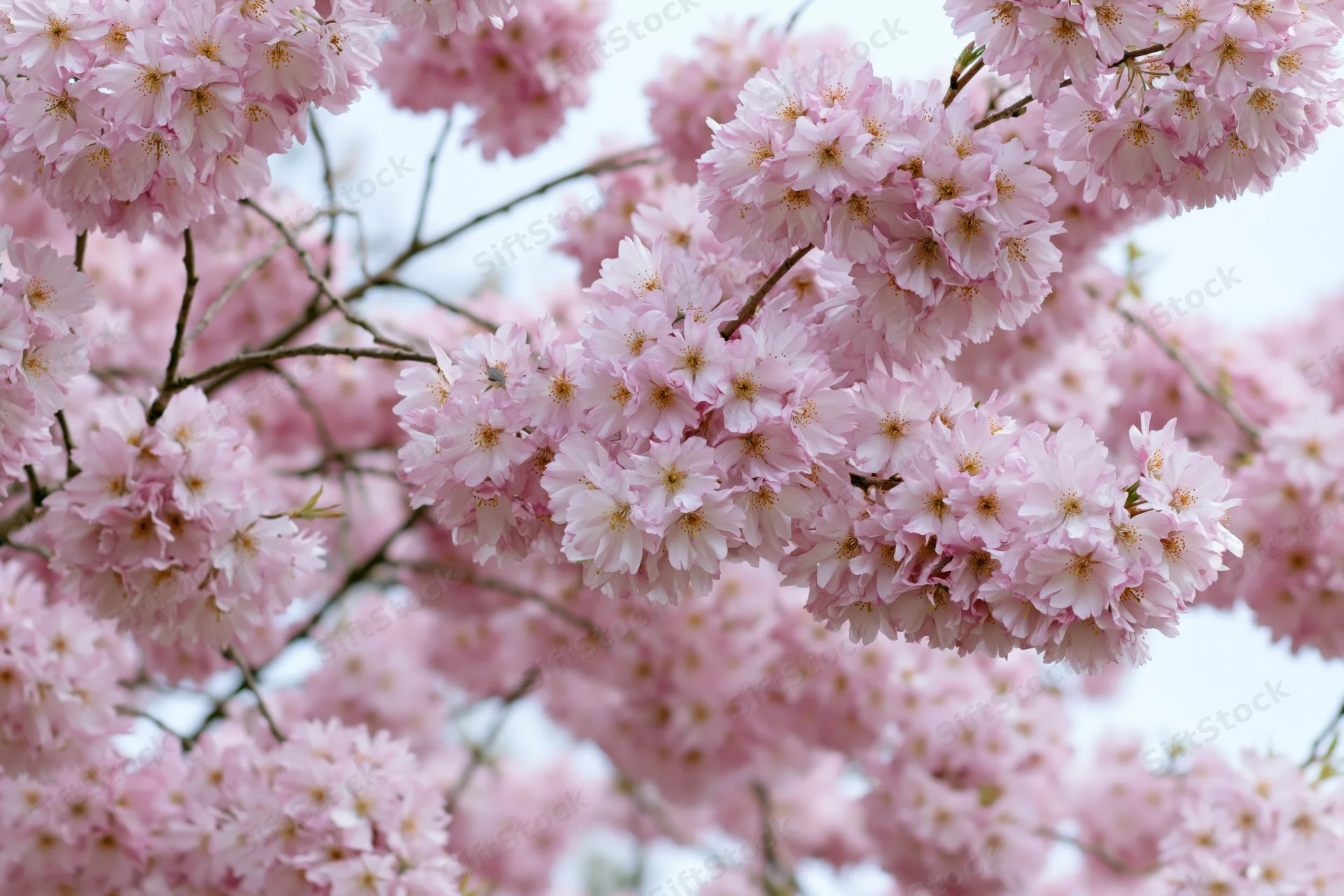 Cherry blossom branches densely blooming with soft pink flowers against a bright sky