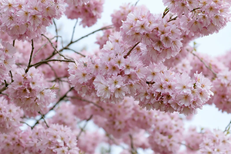 Cherry blossom branches densely blooming with soft pink flowers against a bright sky