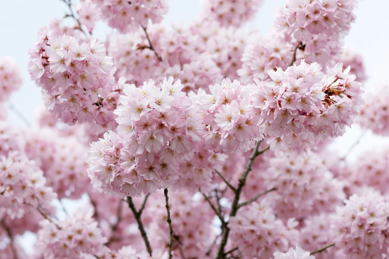 Cherry blossom branches densely blooming with soft pink flowers against a light sky