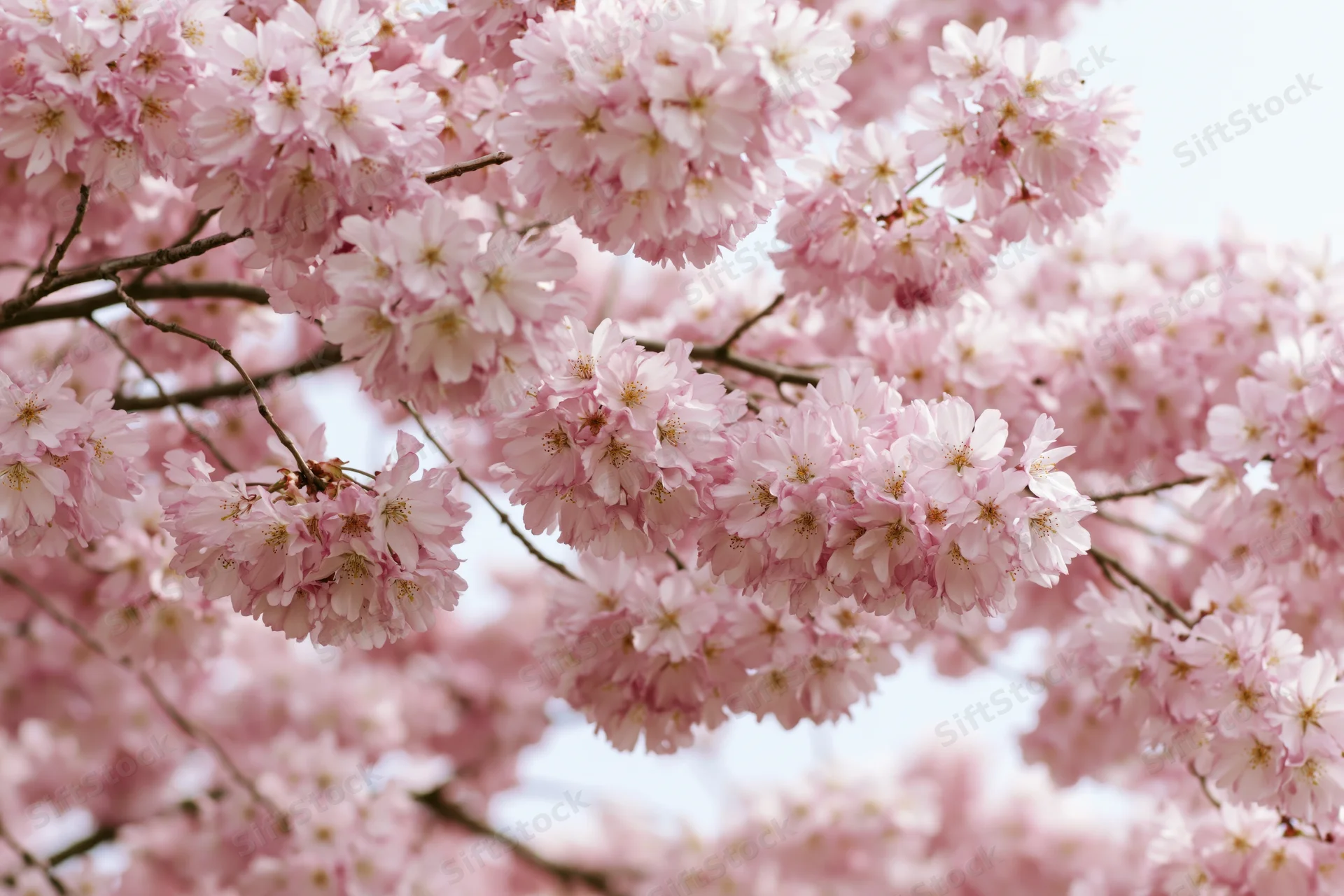 Cherry blossom branches densely blooming with soft pink flowers in spring