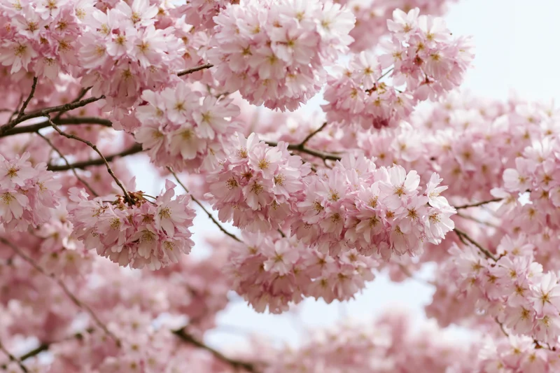 Cherry blossom branches densely blooming with soft pink flowers in spring