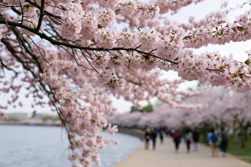 Cherry blossom branches heavy with pale pink flowers framing a pathway beside a lake with people walking in the distance