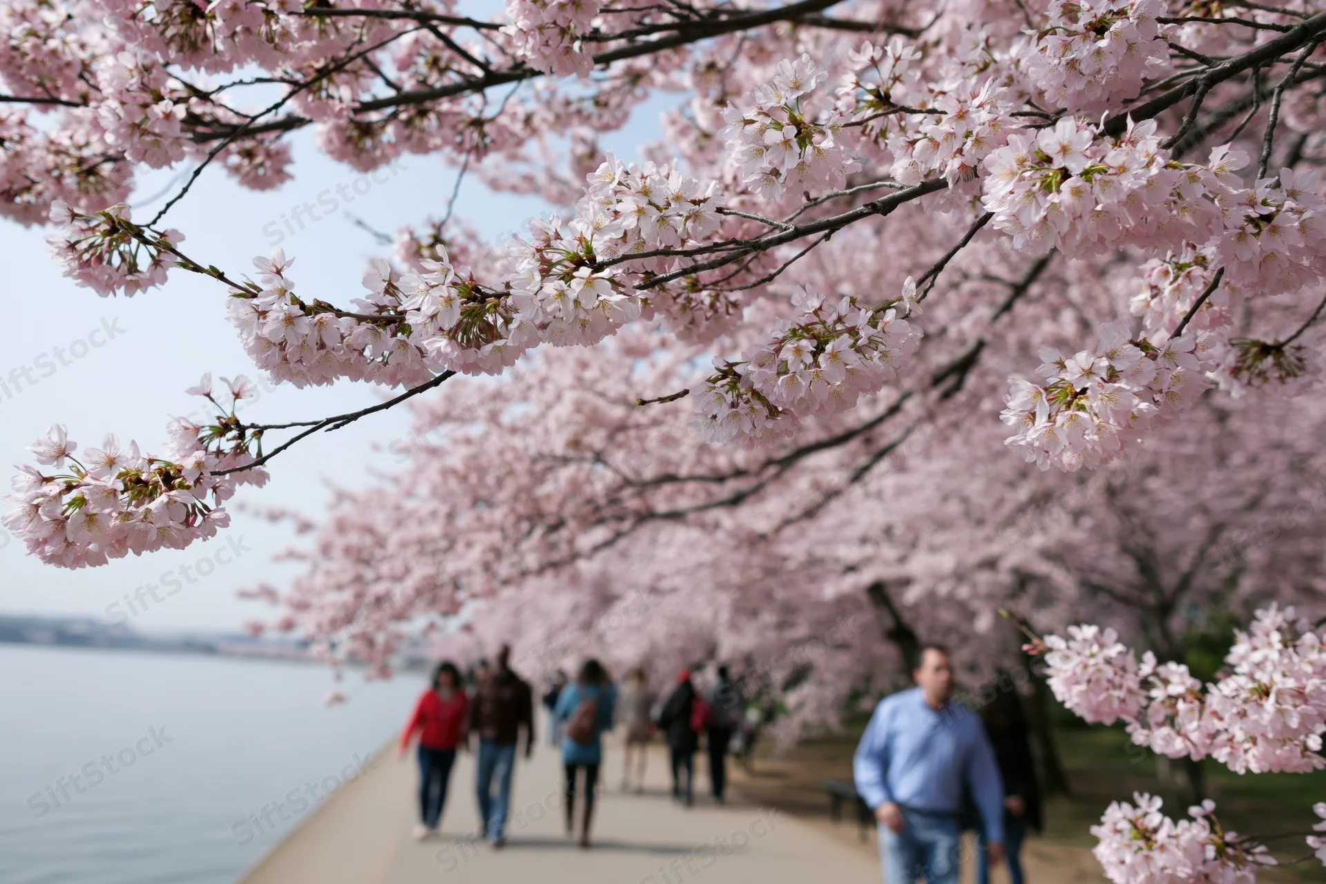 Cherry blossom branches framing a pathway by a river with people walking in the background
