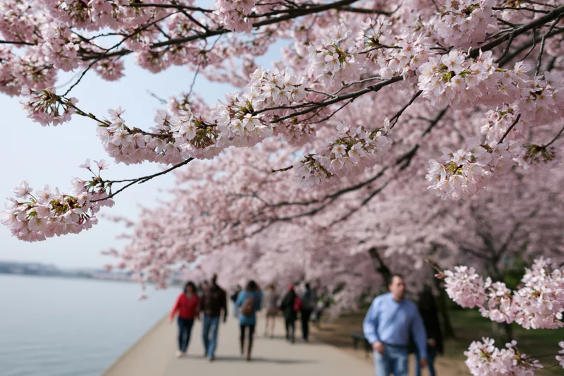 Cherry blossom branches framing a pathway by a river with people walking in the background