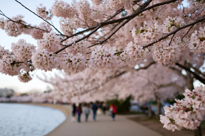 Cherry blossom branches heavy with pale pink flowers framing a pathway beside water with people walking in the distance